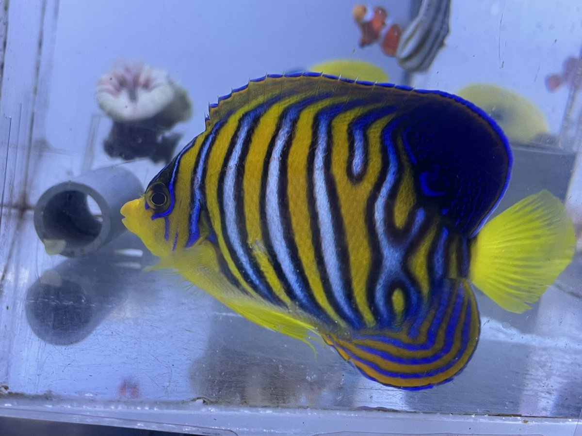 vessel1997's tweet photo. 1日(水)入荷情報②
カクレクマノミ沖縄産ペア
バナナfish
インドニシキ
コガネシマアジ
バブルコーラル
ハナヅタセンターグリーン
フォックスコーラル
イレズミフエダイ
ツノダシ
タテキンXL
ウミヅキチョウ
テンツキチョウ
シマハタタテダイ
ニシキテグリ
ヒフキアイゴ
スカンクエビ
ニセモチノウオ他 https://t.co/SH42oy5Q8L