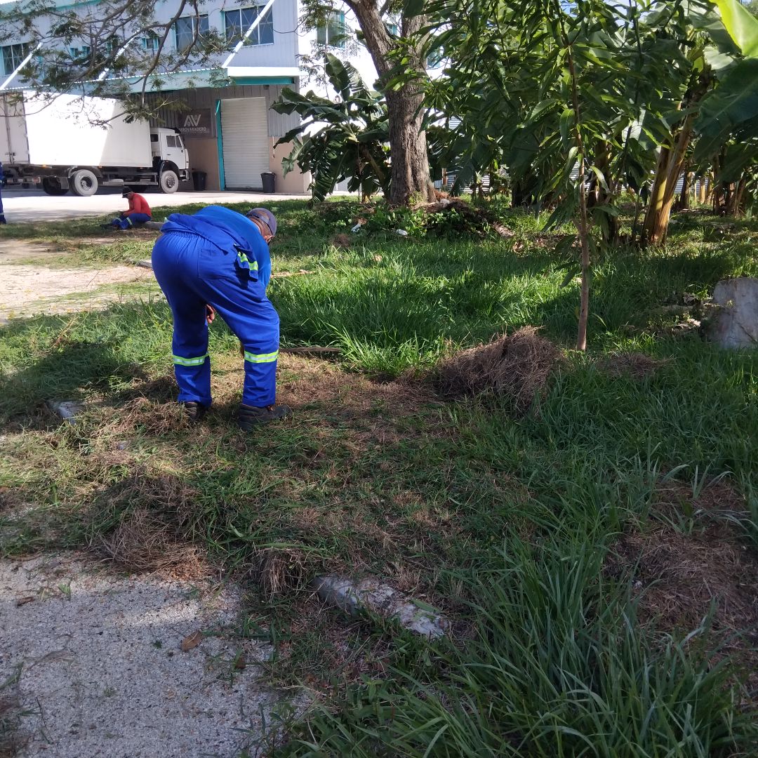 RogerPC10's tweet photo. Como cada miércoles, hoy en el Aeropuerto Frank País García @EcasaHolguin, se realiza cambio de labor enfocado en la producción de alimentos. 
#AviaciónCubana
@EcasaHolguin 
@miguelp2024 
@EcasaCuba https://t.co/uKDxKD4sE7