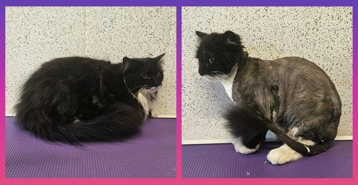 Purrfect_Pooch's tweet photo. ๐พ Oreo visited us after a few knots became pelted, and she was perfect during her Lady Lion cut! โค
#catgrooming #felinefresh #purrfection #groominggoals #meowmakeover #fluffyfeline #pamperedpaws #tailoredtrim #groomingtime #PurrfectAndPooch https://t.co/K9yipLf8i1