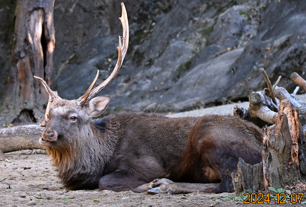 在りし日のQ🦌 慰霊碑でしっかりと弔問してきました。 毎年のツノの