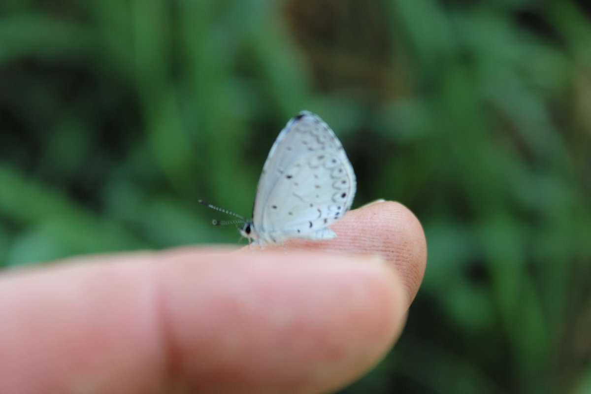 docsanderson's tweet photo. #Scientists #BotanicalGarden #Ecologist
@NatGeo @danpeckwx @HeartsofHeroes_
@Nature G Mags Lizzie went to Grove got #RARE Spring Azure #Butterfly they differ visibly from the Eastern Blue's they dont have the Fire eye on their lower wings sending you #Sanctuary Vibes Mwah Lelon https://t.co/PTZ9ZnnZnr