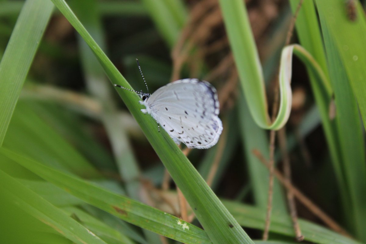 docsanderson's tweet photo. #Scientists #BotanicalGarden #Ecologist
@NatGeo @danpeckwx @HeartsofHeroes_
@Nature G Mags Lizzie went to Grove got #RARE Spring Azure #Butterfly they differ visibly from the Eastern Blue's they dont have the Fire eye on their lower wings sending you #Sanctuary Vibes Mwah Lelon https://t.co/PTZ9ZnnZnr
