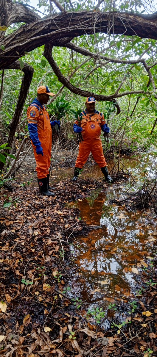 DCCCordobaSec's tweet photo. Primera Siembra Bosque Naranja 2026, zona manglar San Bernardo del Viento,reafirmando nuestro compromiso con la protección y conservación de nuestros ecosistemas.
Cada árbol sembrado representa un paso hacia un futuro más sostenible y resiliente para las próximas generaciones. https://t.co/AsKjkejVZO