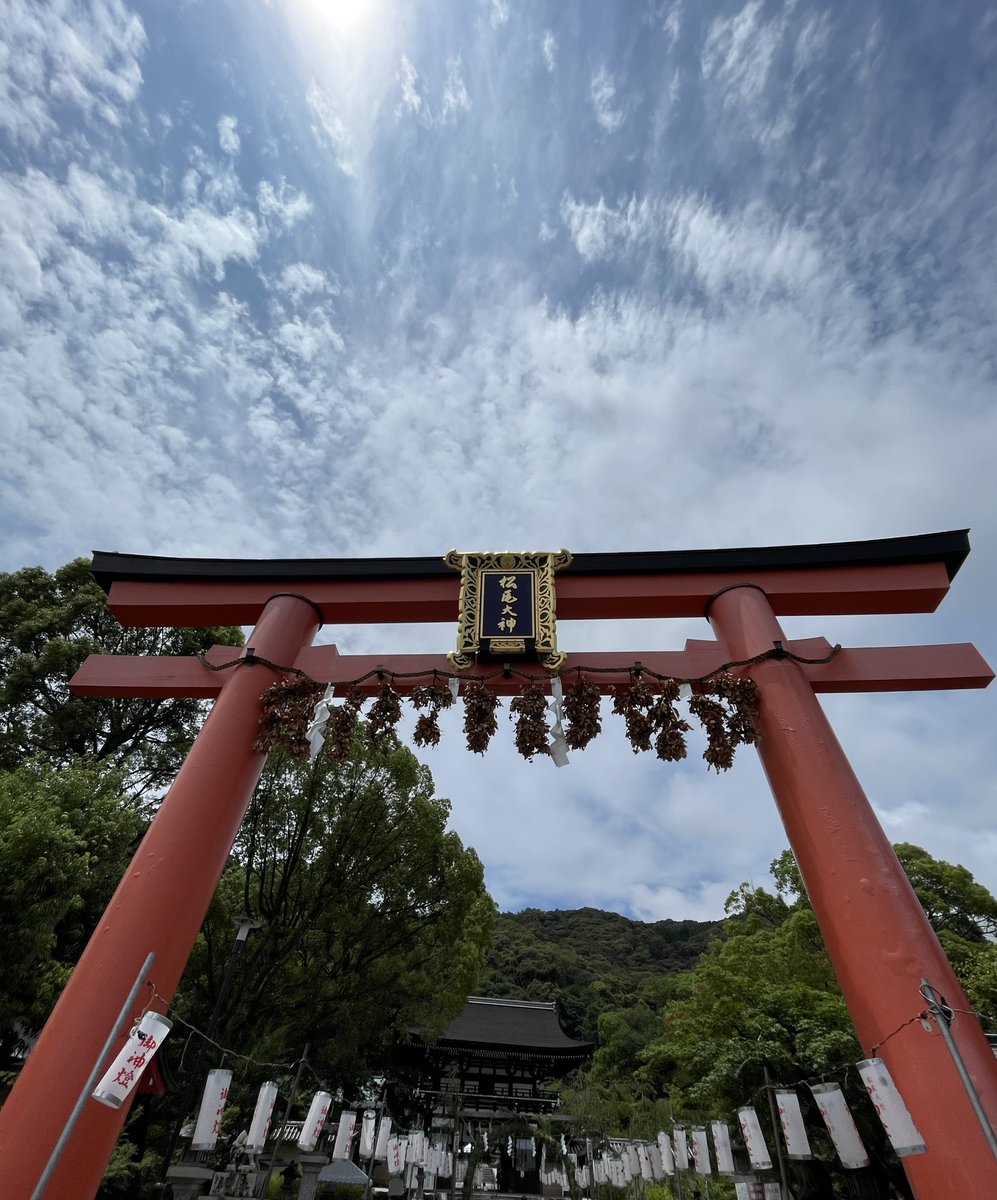 wine14wine's tweet photo. 松尾大社/京都市西京区
全国の酒造家の信仰が篤いお酒の神様を祀る神社
神輿庫前に奉納された酒樽は圧巻
俳優 佐々木蔵之介氏のご実家佐々木酒造の「聚楽第」の樽も並ぶ
境内には無料の「お酒の資料館」があり酒造りの工程やお酒に関する展示を見学できる

鈴虫寺から徒歩10分位なので帰り道に参拝 https://t.co/BJrP27oU5F