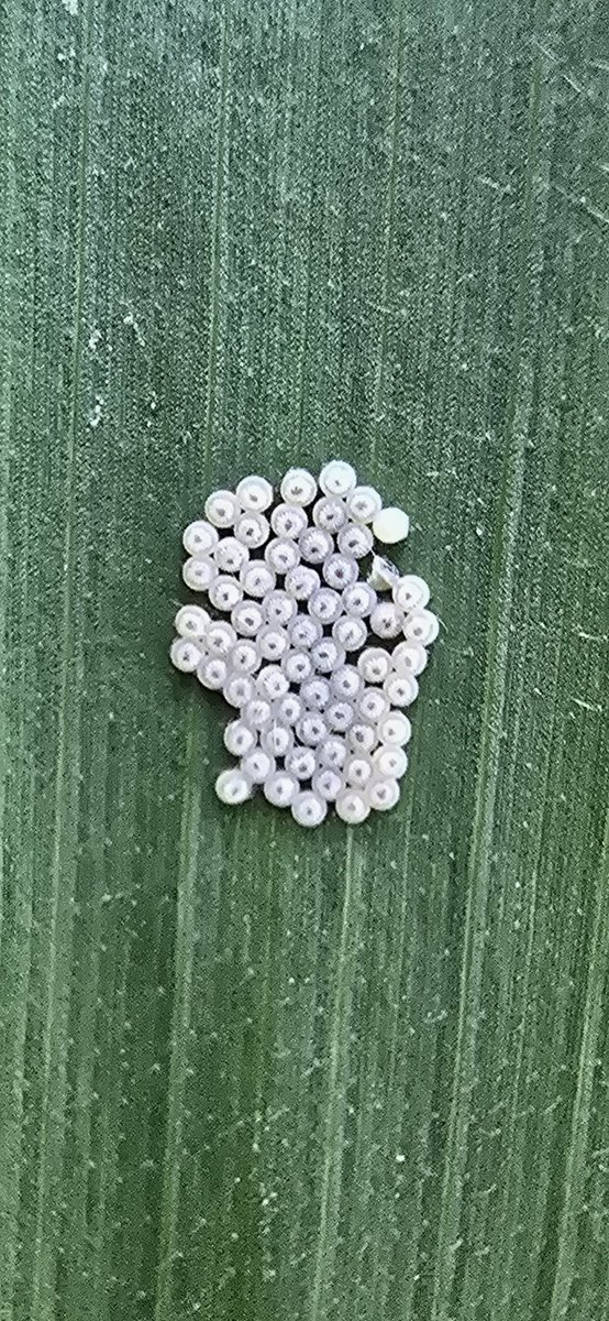 ethan_lang1's tweet photo. WBC out and going. https://t.co/VCaVZOH5Yx