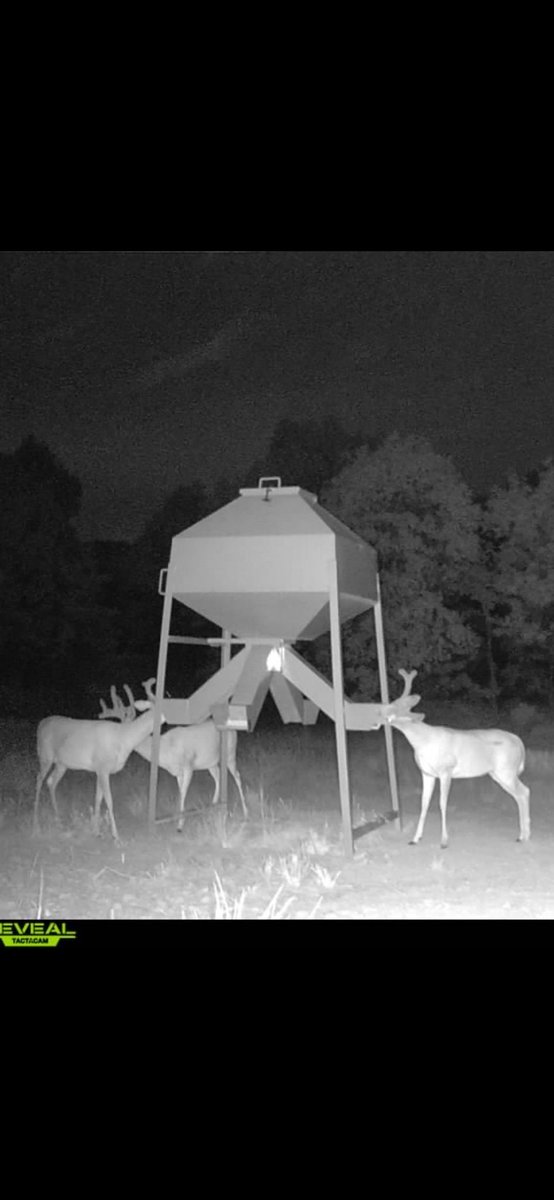 Jonmatlock30841's tweet photo. Looking good so far .#deerhunting #bigbuck #deer https://t.co/s8cpbhsS5v