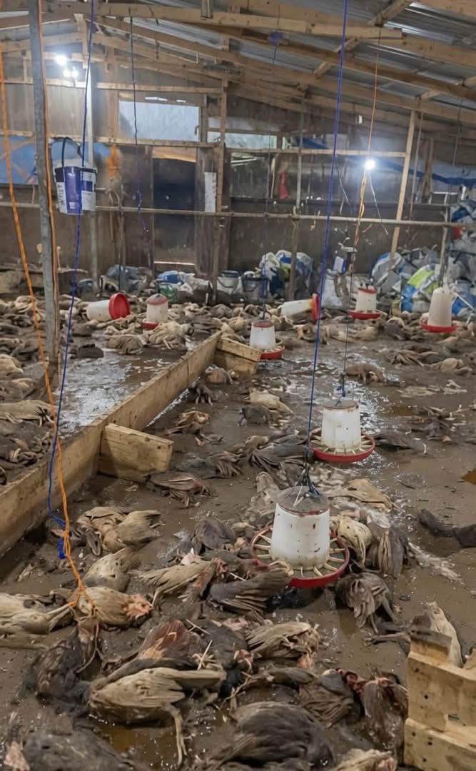 RaymonetE73479's tweet photo. Imagine investing your time, money, and effort, only for one day of rain to destroy it all. 🌧️😢
Lagos can be full of opportunities, but experiences like this are heartbreaking. #LagosRain #Nigeria https://t.co/E0S2qAu0zO