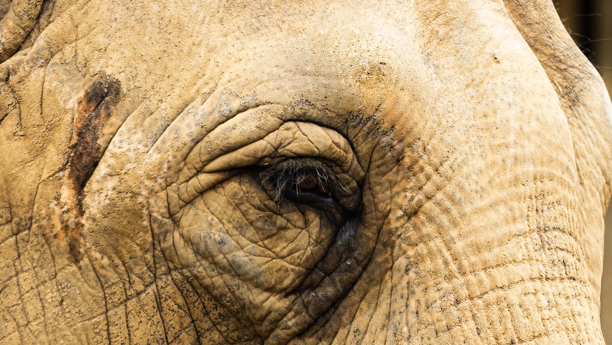 121Revolution's tweet photo. ゾウのまつ毛って長いよね
Eos_R6markii EF80-200mm f2.8
#Rephotograph
#日本平動物園 https://t.co/Uagiefd8LW