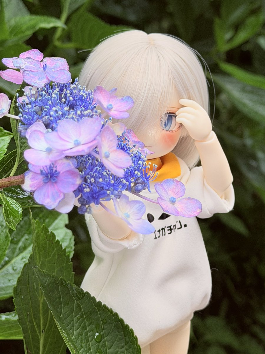 Riamchan_DOLL's tweet photo. あじさい https://t.co/ciCNMPmdJK