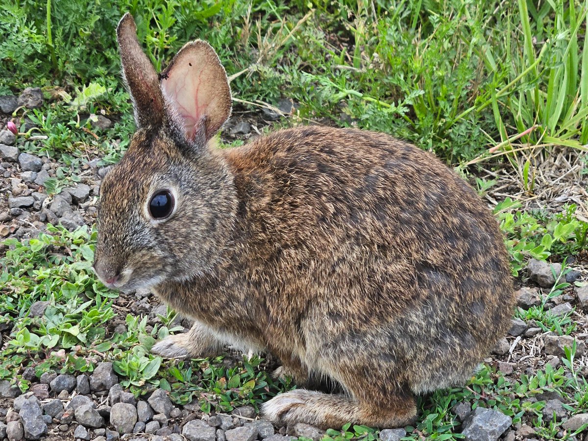 Kinetocracy's tweet photo. This brush rabbit hopped along with me for about a fifth of my walk, nearly twenty minutes. https://t.co/ydorDEmvGA