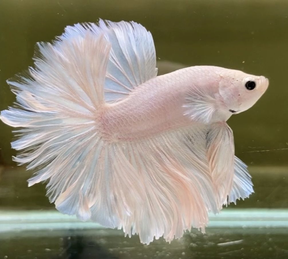prettychell4's tweet photo. aku kali jadi hewan ikan cupang https://t.co/YLuyDhT9m3
