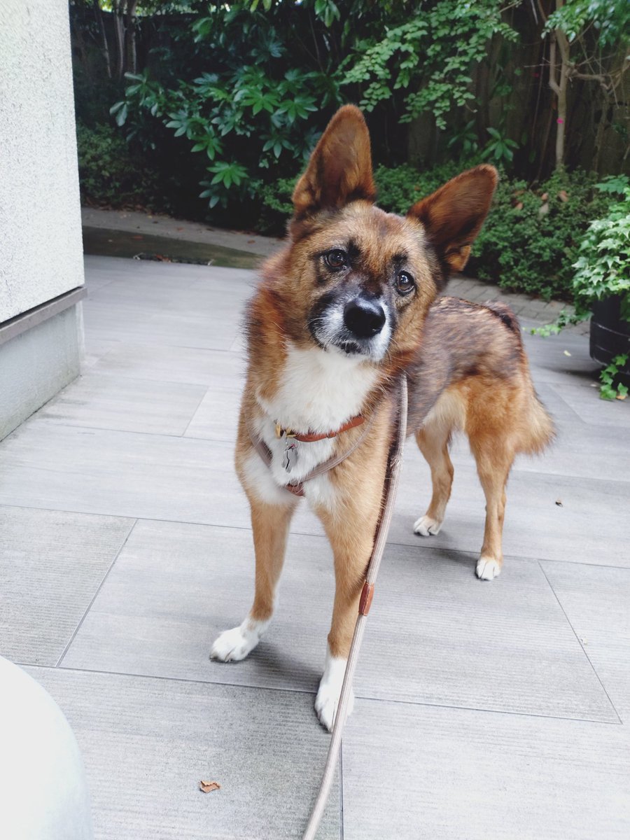 ruhchan1's tweet photo. 閉店間際のカフェ…はいれないみたい…

あめ🐶

#保護犬 https://t.co/ofUE1s3p99
