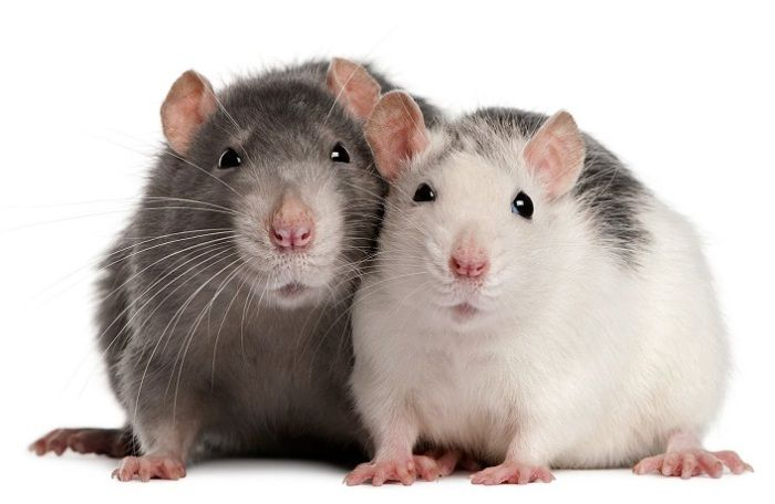элека¹⁶🐝 tweet media