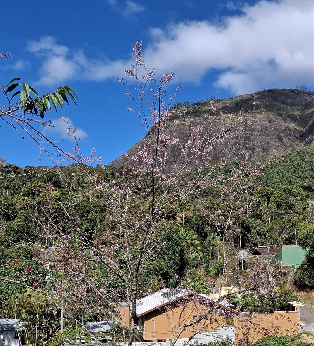 mpassosms's tweet photo. finalmente as cerejeiras começando a florir lá na mamãe https://t.co/z8TxLciXLz