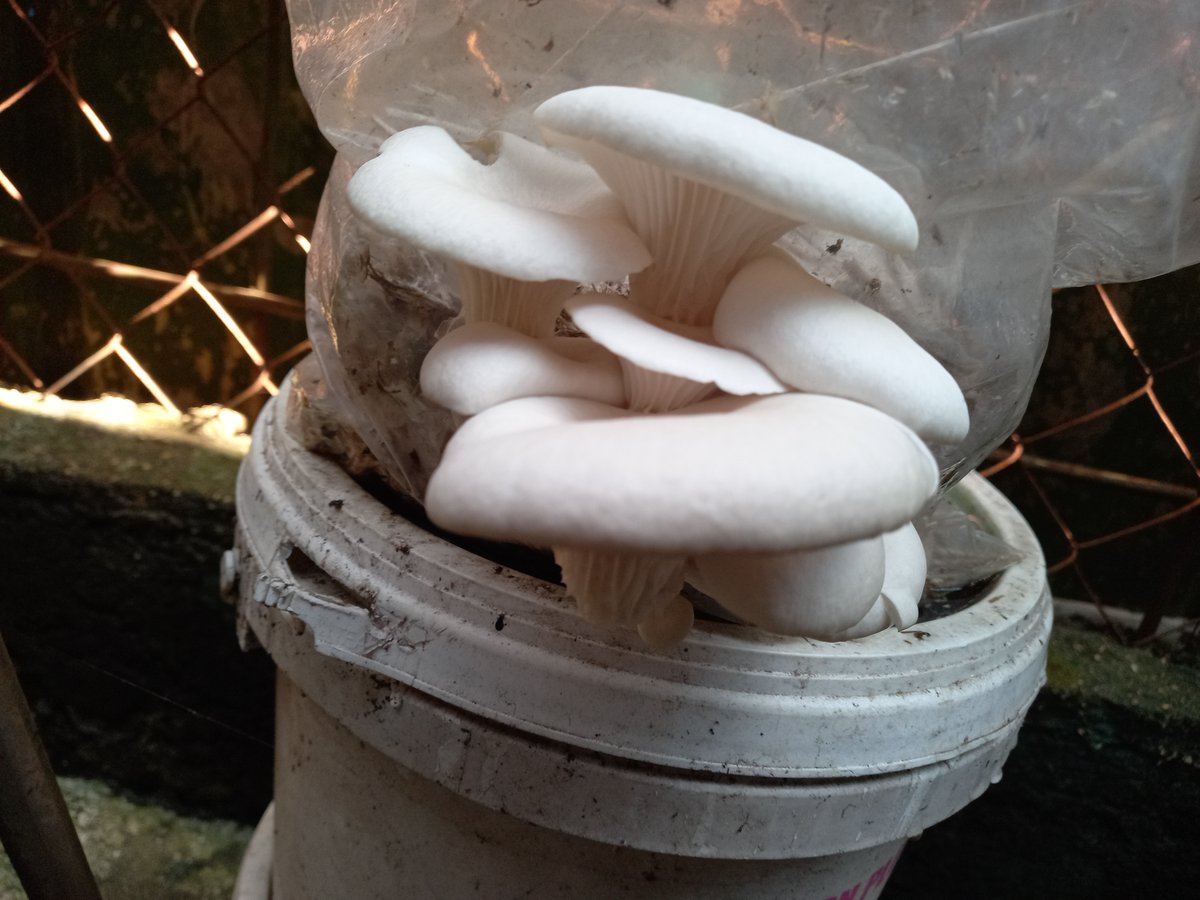 fyurial's tweet photo. Mushroom.
It finally grow.

Big progress now i need to learn to make mushroom spawn soo i can Multiply it.

Then i will try growing Japanese mushroom.

Meanwhile i'm trying to grow plants but it take a lot of time. https://t.co/RPG8xf1Dyk