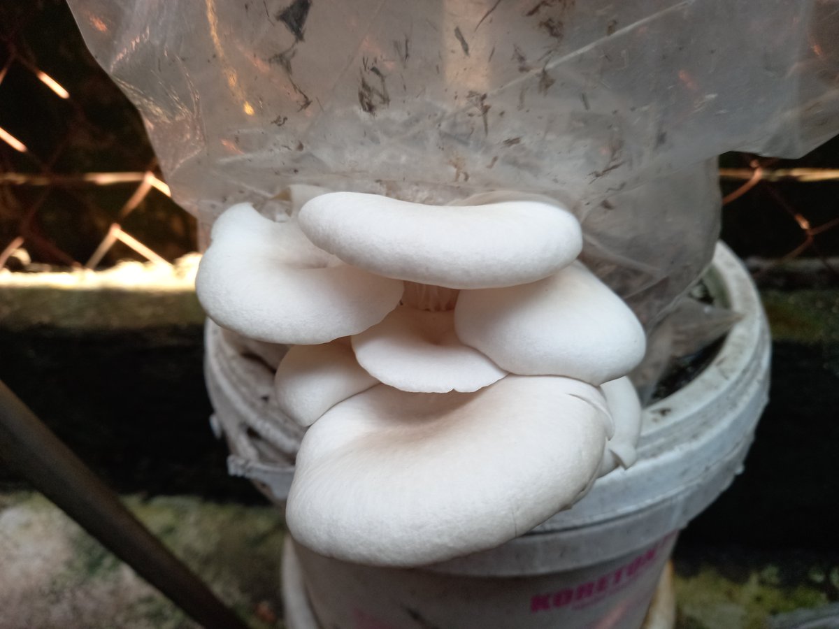 fyurial's tweet photo. Mushroom.
It finally grow.

Big progress now i need to learn to make mushroom spawn soo i can Multiply it.

Then i will try growing Japanese mushroom.

Meanwhile i'm trying to grow plants but it take a lot of time. https://t.co/RPG8xf1Dyk