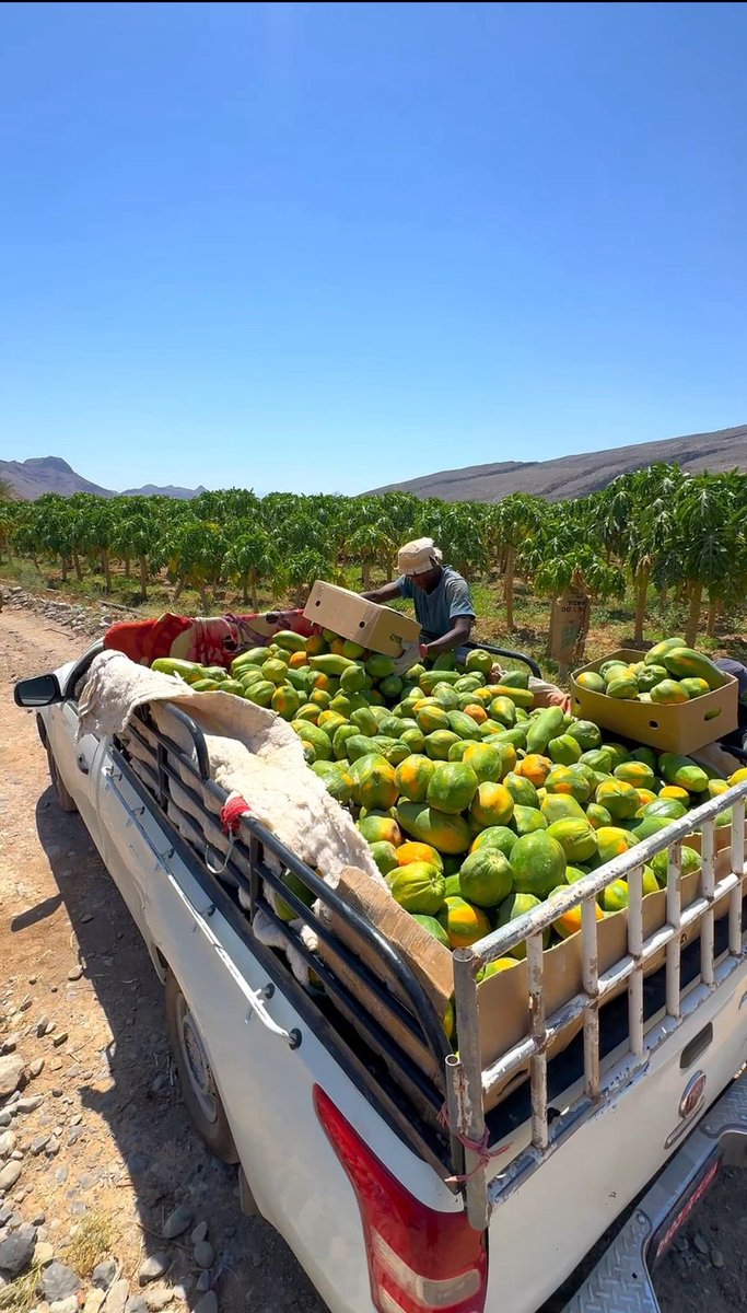 almasar_om's tweet photo. بأيدي شبابنا، الأرض تثمر ريادة وتميزاً! 🇴🇲🌱
بفكر مبتكر وسواعد عُمانية طموحة، يسطر الشاب فيصل البحري قصة نجاح ملهمة في محافظة الداخلية عبر مشروعه لزراعة فاكهة (الفيفاي).

🎯 عن المشروع في أرقام:

•🌳 9 آلاف شجرة من صنف (رد ليدي) عالي الجودة.
•📍 استغلال ذكي لمساحة 4 أفدنة بنظام زراعي حديث.
•📦 إنتاج يتدفق طوال العام بمعدل 2 إلى 3 أطنان أسبوعياً.

المشروع لا يغذي الأسواق المحلية وسوق سلال المركزي فحسب، بل يفتح آفاقاً واعدة للصناعات التحويلية المستدامة. تحية لطاقاتنا الشبابية التي تُسهم بذكاء في تعزيز أمننا الغذائي! 🌾✨

هنا التفاصيل:

https://t.co/EBJVjLFWWj

#عُمان #الداخلية #الأمن_الغذائي #شباب_عُمان #الزراعة_المستدامة