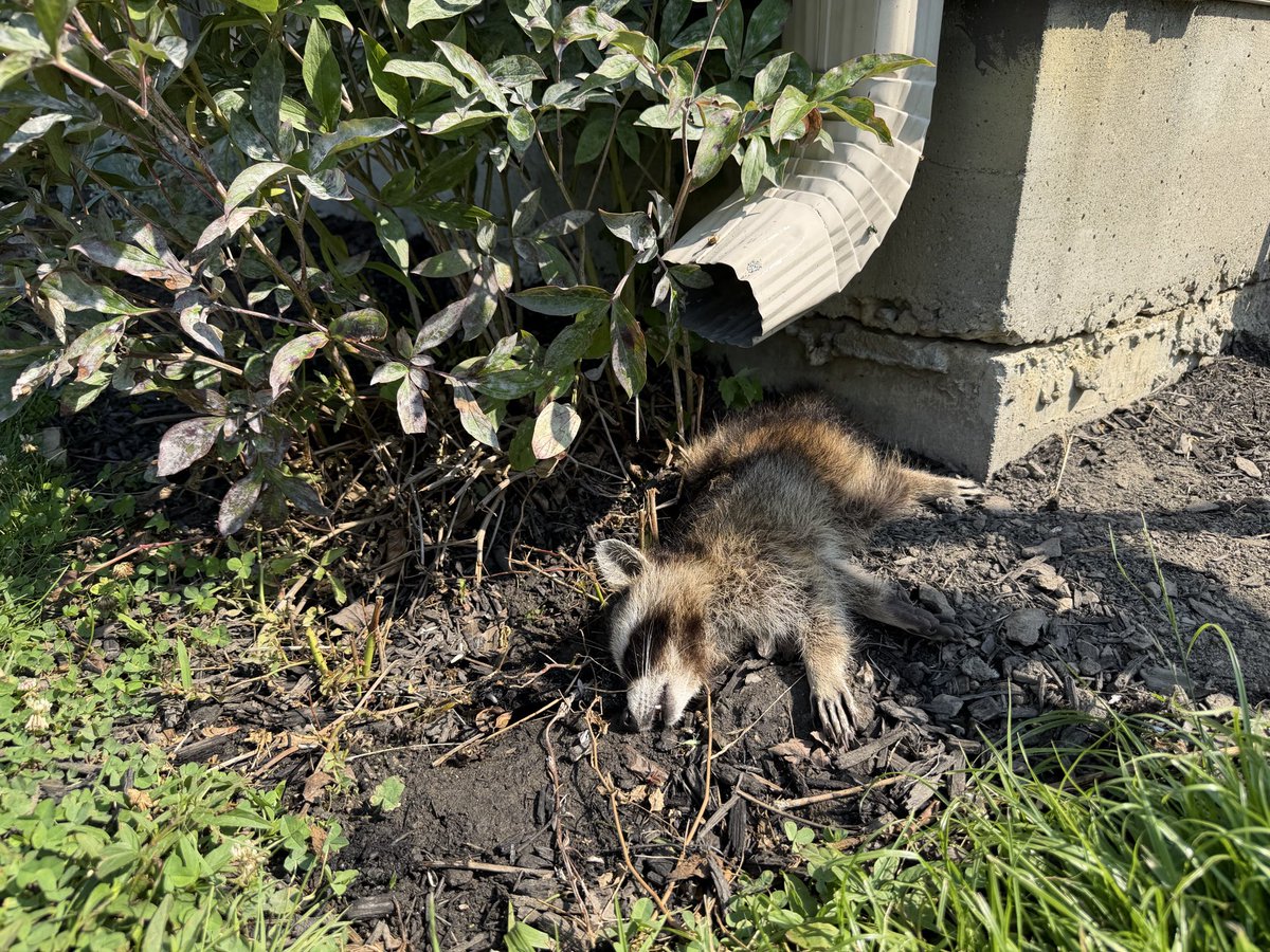 ChrissieMayr's tweet photo. How did this cute little guy die? What do I do with him?! https://t.co/beNOp2Re96