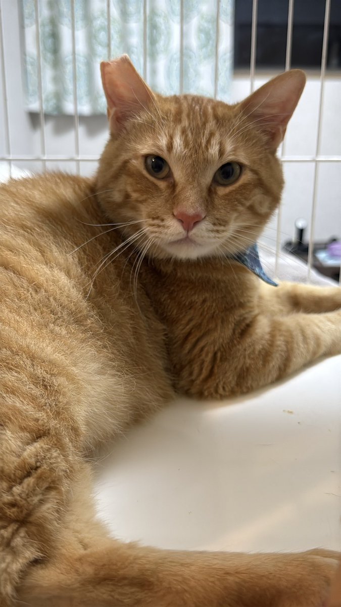 deya_cat2222's tweet photo. 秘密結社まとめ▶️

虎詩　ポアロ→保護猫譲渡るーむ引越し移籍
アルト　新名バンビでるーむ移籍
アリア、トレノ　ポアロ移籍
ソニカ　準備でき次第るーむ移籍
ベイビー　正式譲渡完了

となりました。
出山家残留はえなせーぶ、愛煌、ミラのみとなりました。 https://t.co/9zZ5SdAHca