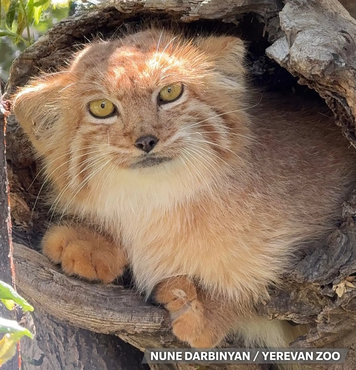 DailyMantle3's tweet photo. I AM GOING TO VISIT THE ORANGE MANUL IN ARMENIA 🇦🇲 GARFIELD THIS MONTH https://t.co/gYrfjiNnkX