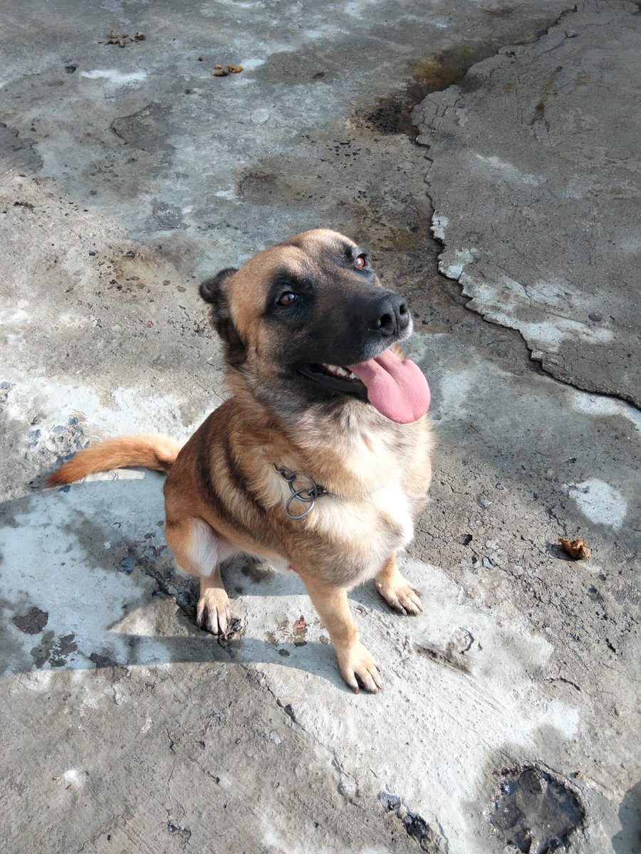 Ari_Arciniega6's tweet photo. Él 🐕 en adopción responsable , muy bien portado de aproximadamente 2 años , rescatado de la calle , tal vez abandonado , energía alta , Juego 🏐 su pasión , Si deseas brindarle una segunda oportunidad de Vida escríbeme 👇 o MD . Edomex 🐾 https://t.co/WASm9a3V4H