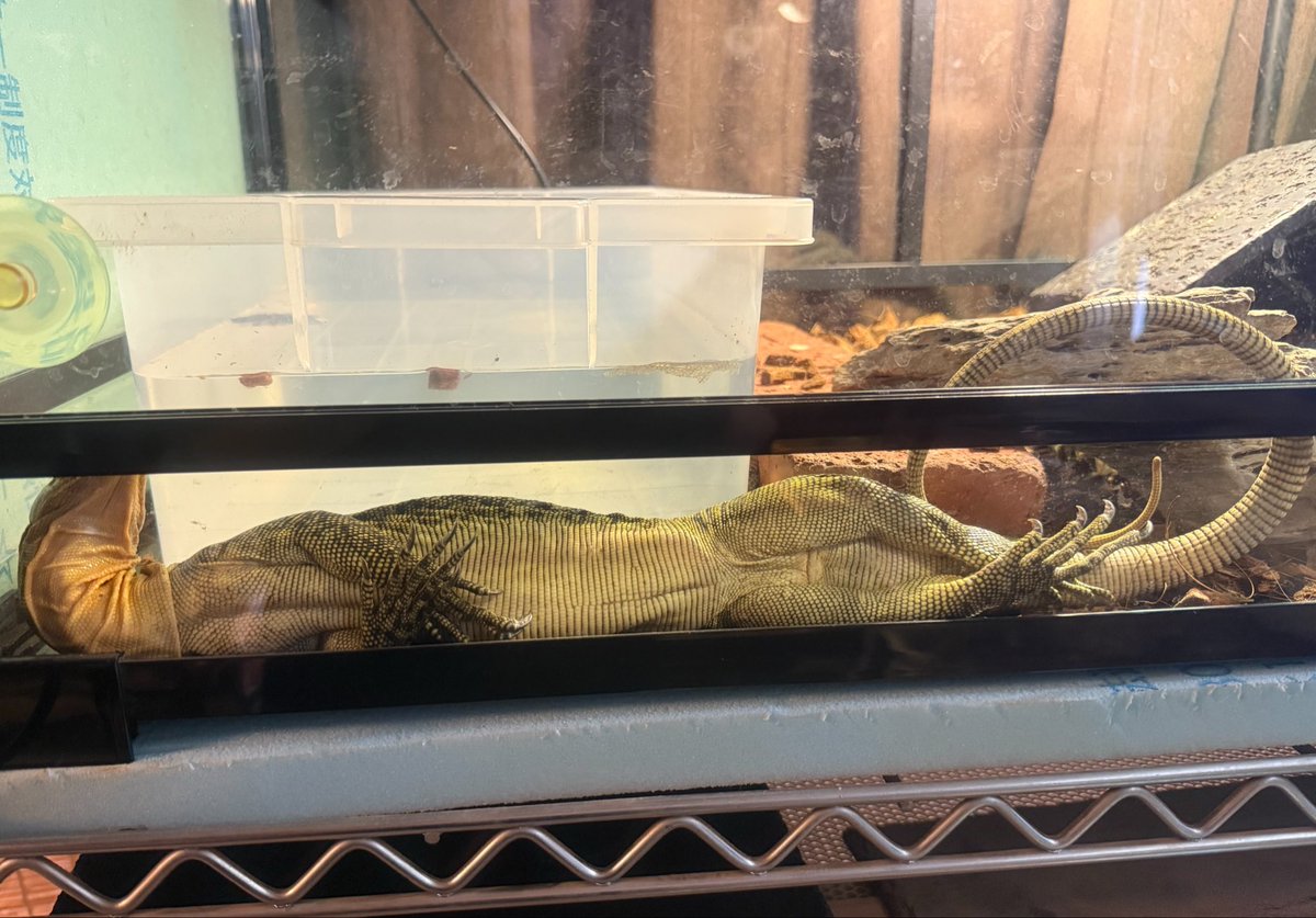 ghost_zapper46's tweet photo. 夕方仕事から帰ってきたらコレ🦎
生きてた。笑

#イエローヘッドモニター https://t.co/DA110kGQzW