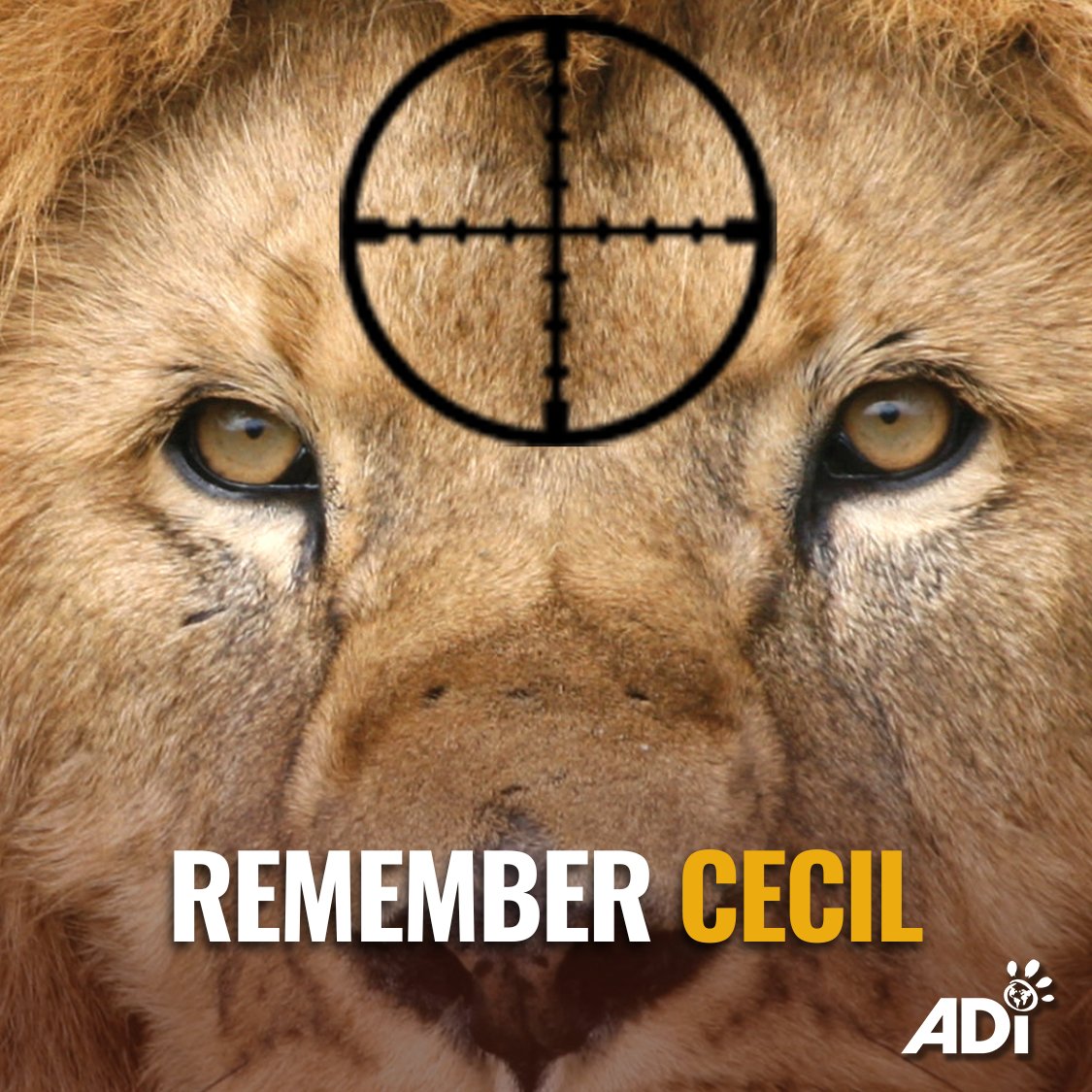 AnimalDefenders's tweet photo. Eleven years ago today, on July 2, Cecil the lion was killed by a trophy hunter in Zimbabwe. Yesterday, ADI joined campaigners in Parliament to renew calls for a UK trophy import ban. Please urge your MP to support an immediate ban on trophy imports https://t.co/fMsQ0voVLL https://t.co/ioH2Rw9RtN