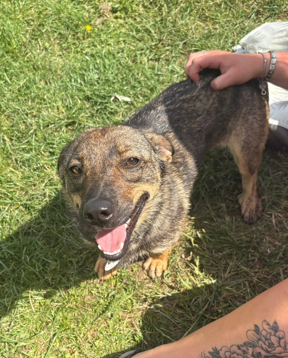 rescuedoggypaws's tweet photo. Bessie is in #Lincolnshire  She's a sweet and gentle girl of around 1½ yrs old who is looking for a loving forever home. She is a small-sized girl with a kind nature and a heart full of love to give
https://t.co/Y5BrOCyWcI
#Grimsby #Scunthorpe #hull #Filey #Hornsea #Bridlington https://t.co/XbGFzFh49V