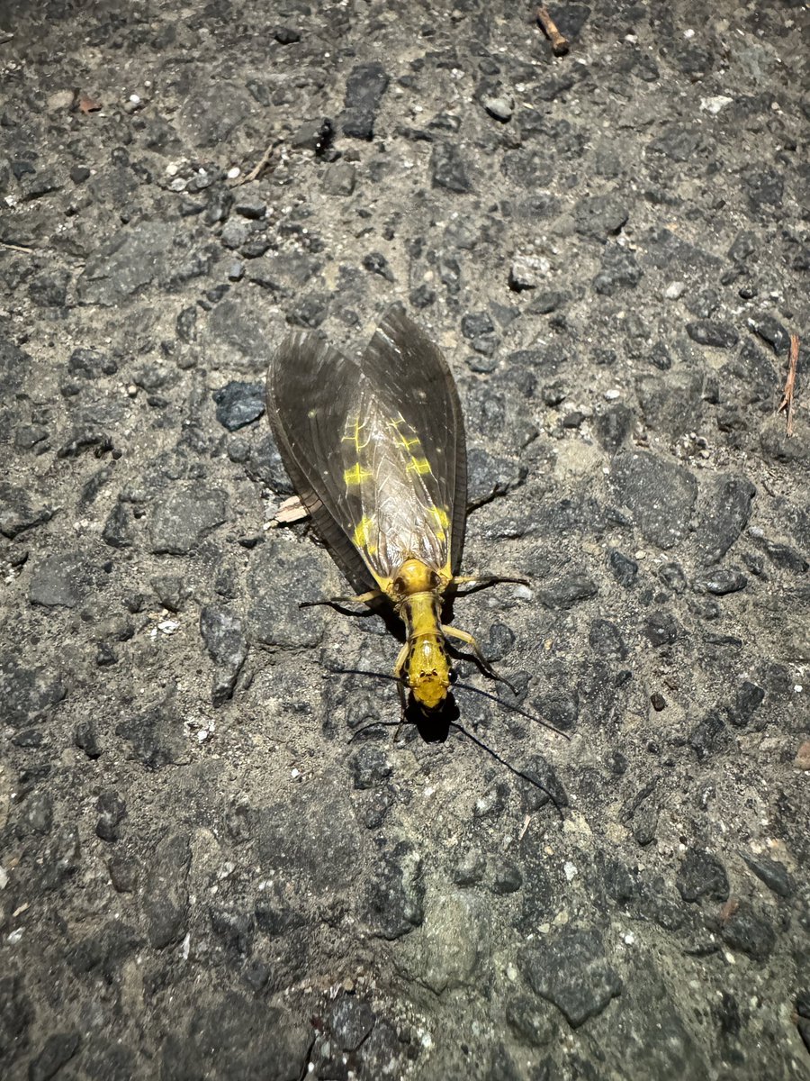 tohokuinsect's tweet photo. 青葉山の外灯を巡ってクワガタを探してみました✨

大きめのミヤマとコクワを発見💡
ヘビトンボもたくさんいました

カブトムシがロードキルされていましたが、もう発生しているんですね…‼️ https://t.co/g3rD7GOac2