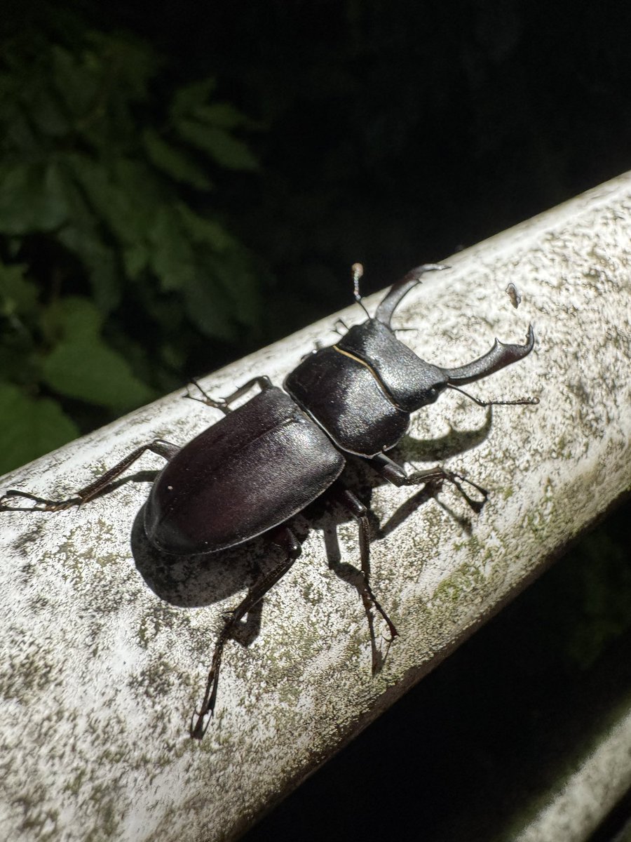 tohokuinsect's tweet photo. 青葉山の外灯を巡ってクワガタを探してみました✨

大きめのミヤマとコクワを発見💡
ヘビトンボもたくさんいました

カブトムシがロードキルされていましたが、もう発生しているんですね…‼️ https://t.co/g3rD7GOac2