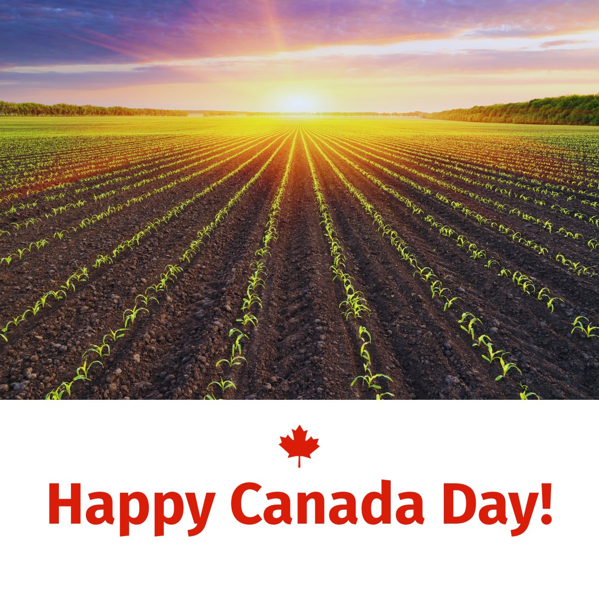 adaptcouncil's tweet photo. "Happy Canada Day!
Canada’s strength is built through resilient communities, local leadership, and the hardworking people who help drive our agri-food sector forward.
Across the country, individuals and organizations continue to strengthen our food system through innovation, collaboration, sustainability, and a shared commitment to future generations. From producers and processors to community leaders and partners across the value chain, every contribution plays an important role in building a stronger and more connected future.
At AAC, we are proud to support collaboration and innovation within our agri-food ecosystem and to work alongside those helping shape a more resilient food system for all Canadians.
Wishing everyone a safe, meaningful, and enjoyable Canada Day.
#CanadaDay #AgriFood #CdnAg #ONTAg"