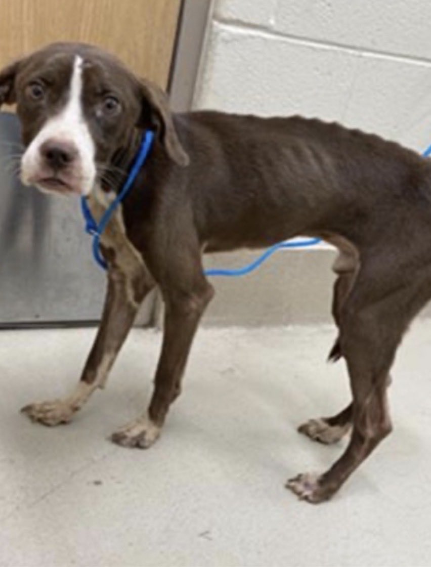 KellyG581976179's tweet photo. Urgent in North Georgia 

This is 1 year old , pitbull, Champ that only weighs 21 pounds.  This poor boy was starved in his prior home🤬

He is due to be Killed Monday, June 6th if a Foster doesn’t step up for him,.  All costs are totally reimbursed when fostering through a Rescue.

He is located at ,Clayton County Animal Control, in Jonesboro, GA.

Please someone wonderful in North Georgia step up to Foster Champ, and save his life or please Repost to help get him seen🙏