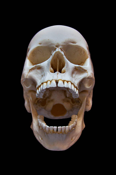 Tamsont48's tweet photo. @ScotExpress Bring in the screaming Skull Flynn https://t.co/bFLUdjkBWq