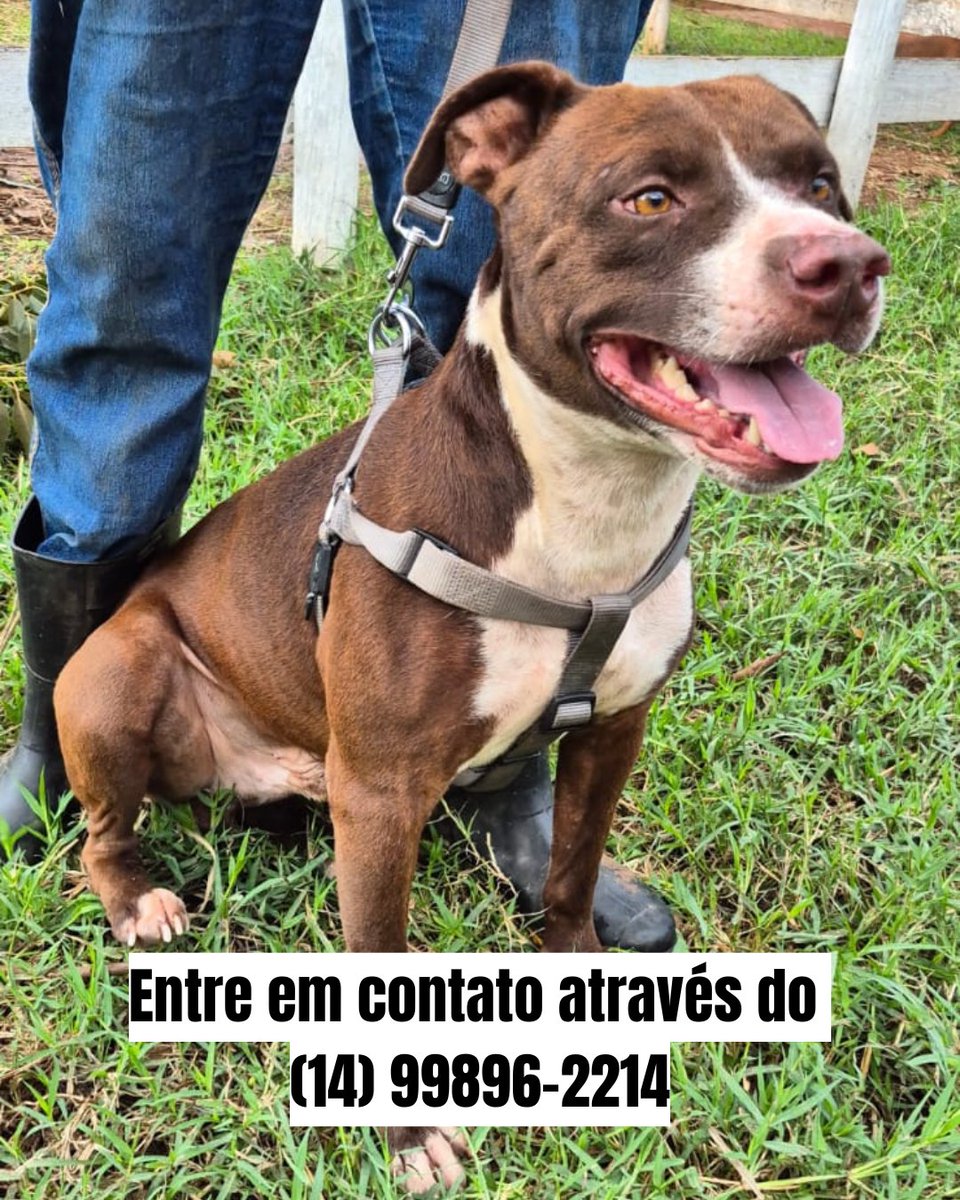 VivianDota's tweet photo. Adotem o Taurus 🥰🐾

forte, saudável, castrado e cheio de amor para dar ♥️

Adotem o Taurus, ele merece uma família ♥️♥️♥️

strong, healthy, neutered, and full of love to give ♥️ Adopt Taurus; he deserves a family ♥️♥️♥️

#adocao #adote #pitbul https://t.co/busFntXGuk