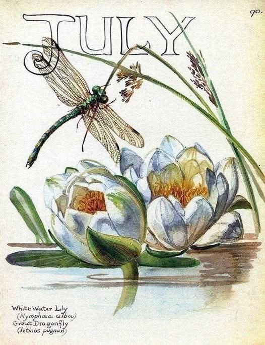 ElliottBlackwe3's tweet photo. Edith Holden https://t.co/5HsUcHubPT
