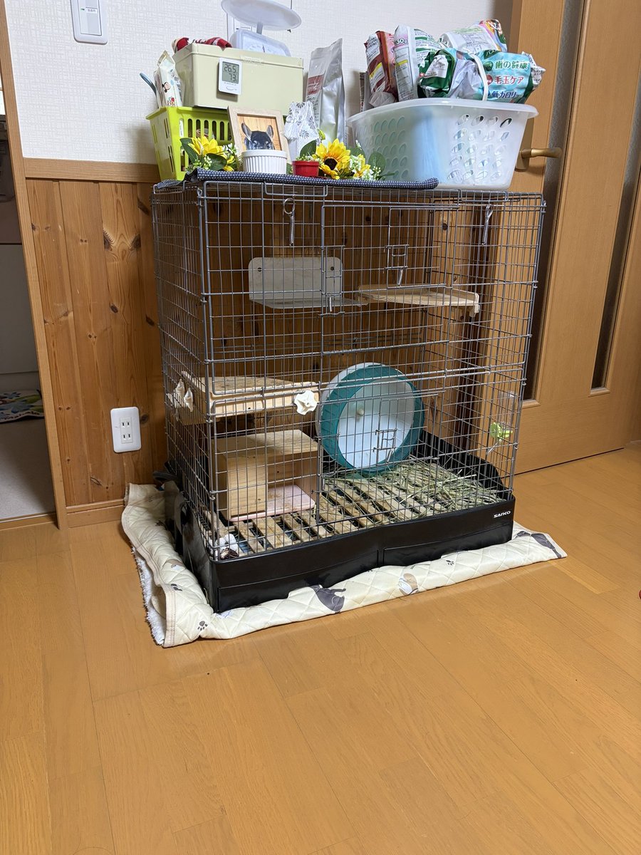 aya_tech555's tweet photo. あ、トトロ居ない！？とおもったら、ママの横に居てた(^-^;) https://t.co/1dXmKvVhGK