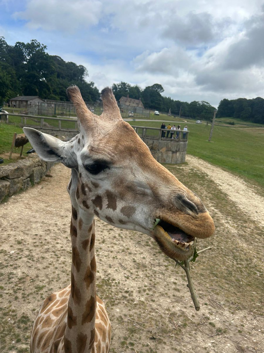 CHNursinghome's tweet photo. A day at Longleat Safari Park full of animals, memories and shared moments 🐅 @Longleat 

#frome #somerset #wellled #ResidentialCare https://t.co/8VQPouAdO8