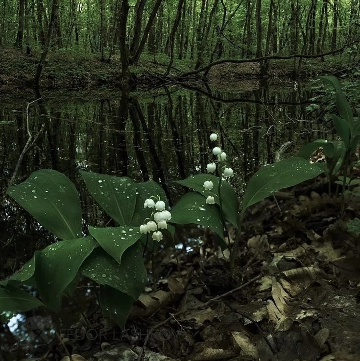 gardeniavibe's tweet photo. forest's tiny secrets https://t.co/9SnunfHL1B