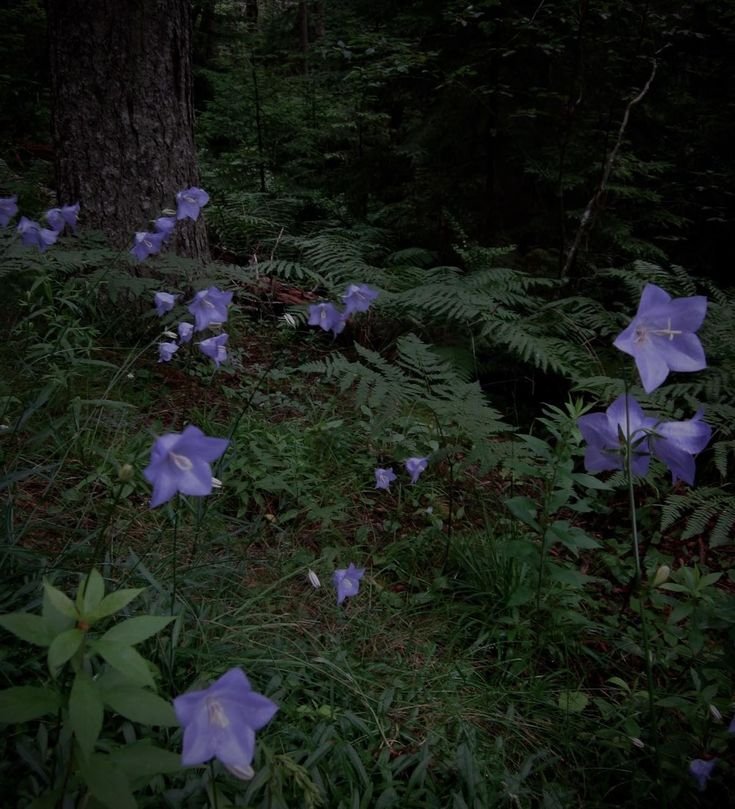 gardeniavibe's tweet photo. forest's tiny secrets https://t.co/9SnunfHL1B