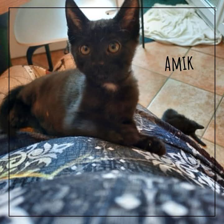 Adopte1chat tweet picture
