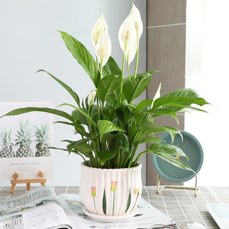 Sarah7900's tweet photo. Green tip for your peace lily! Let its soil dry out completely between waterings – it’ll reward you with lush, dark green leaves and those iconic white blooms. #PlantCare https://t.co/ENQYbLDWp8