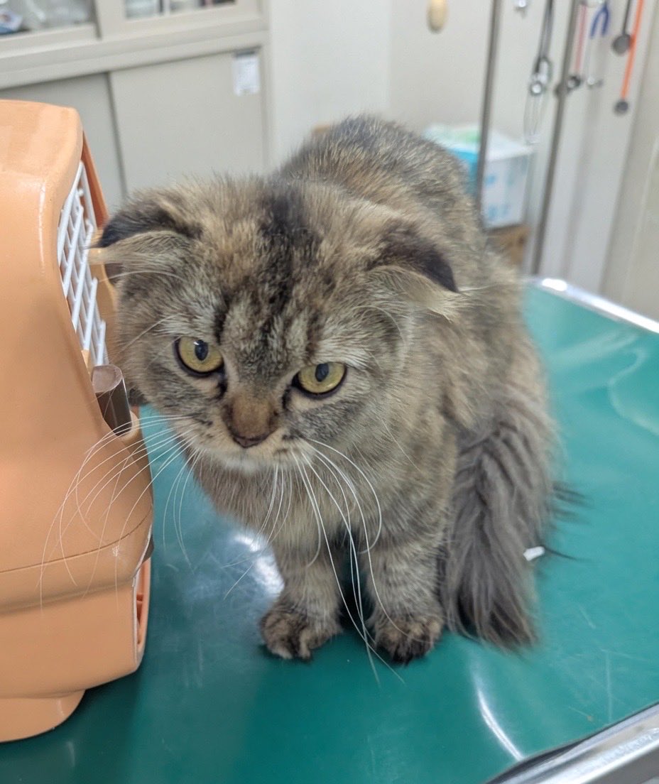 fukushiyamesagi's tweet photo. 🆘緊急🆘#収容猫
🆘公示満了7/3(金) 
6/29(月)千葉県船橋市日の出
折れ耳長毛♀キジトラ
📲船橋市動物愛護指導センター🙇🏻‍♂️#ららぽーとTOKYOBAY
迷い猫迷子保護ネコねこ子猫メスきじとらサバさば麦わらムギワラむぎわらたれ垂れ耳スコティッシュフォールド系スコティッシュスコスコマンチ習志野市川慶龍 

🚨「メス」「体格/小」(※5kg未満)とされる、折れ耳・長毛・キジトラ(或いはサバトラ※「メス」とされているので麦わら/茶キジ、キジサビ柄の可能性もあります。)猫が収容されています‼️ 
🚨飼い主様・関係者様は大至急お迎えをお願いいたします🙏🏻
🚨収容猫にお心当たりのある方は大至急センター迄ご連絡をお願いいたします📲🙇🏻‍♂️

◎公示には、種類『雑種』* 毛色『キジ』** 性別『メス』*** 体格『小』と記載されています🐈

＊猫種の認識・表現は個人の感覚等により異なる為、収容中の猫が公示記載種類の「雑種」としてではなく、スコティッシュフォールド、スコティッシュホールド、スコティッシュ、スコ、スコマンチ、或いはスコティッシュフォールド(系)ミックス等として捜索されている可能性もあります。

＊＊公示掲載画像の動物は、撮影・再生条件、被毛・皮膚の濡れ・汚れ、或いは傷病等により色合いや印象が逸走当時とは違って見える場合があります。また毛色・毛柄等の認識、表現は個人の感覚等により異なる為、公示記載毛色の「キジ」(トラ)としてではなく、サバトラ、或いはキジ猫、サバ猫、トラ猫、長毛猫、折れ耳、垂れ耳等として捜索されている可能性もあります。1枚だけの画像からは判断できませんが、「メス」とされていますので麦わら(茶キジ、キジサビ)柄の可能性もあります。画像からは見えない部分の柄や尾の形状等、個体特有の特徴はセンター迄お問い合わせください📲🙏🏻

＊＊＊収容動物は長毛、傷病、或いは興奮等により性別の確認が困難な場合があり、公示記載の性別が後日訂正される場合もあります。詳細な情報はセンター迄お問い合わせください📲🙇🏻‍♂️

⚠️公示には推定年齢、首輪・ハーネス、マイクロチップ等に関する記載はありません(※首輪等は放浪中に外れた可能性もあり、収容時に首輪がなくても跡が残っている場合もあります )。詳細はセンター迄お問い合わせください📲🙏🏻

⚠️⚠️傷病等の有無・状態、収容状況等についてはセンター迄お問い合わせください📲🙇🏻‍♂️

◎公示に記載がなく、掲載画像からも不明な収容動物の特徴等についてはセンター迄お問い合わせください📲🙏🏻

◎迷子動物は市区町村境・都県境等を越境して収容される場合もあります。

◎『さくらカット』等と呼ばれる避妊・去勢済みを表す「耳カット」は、メスは左、オスは右が一般的ですが、全ての個体にこの例が当てはまるとは限りません。また事故やケンカ等による耳の裂け、破れ等が「耳カット」状に見える場合もあります。

◎収容動物は長期放浪等の影響による容姿の変化、或いは首輪等の脱落、色柄・形状等の経年劣化、放浪中の他者による装着等の可能性があります。公示に掲載画像がある場合でも、撮影・再生条件、被毛・皮膚の濡れ・汚れ・傷病等により動物の目の色や毛柄等の特徴、或いは経年劣化等により首輪等の色柄・形状等が逸走当時とは違って見える可能性があります。またリンクのミス等により掲載画像に別の個体や装着品が表示されるケースも稀に見られます。公示記載情報、或いは掲載画像からの印象と、動物の逸走当時の容姿、装着品との多少の差異に拘らずセンターでのご確認をお願いいたします🙇🏻‍♂️

ご意見・お問い合わせ
船橋市動物愛護指導センター
電話 047-435-3916
FAX 047-435-3917
📩https://t.co/S1A8yTDRFz

〒273-0016千葉県船橋市潮見町32-2
受付時間：午前9時から午後5時まで　休業日：土曜日・日曜日・祝休日・年末年始（12月29日から1月3日まで）

◎犬・猫がいなくなったことに気が付いたら、すぐに探してください。そして、動物愛護指導センターと近隣の市町村を管轄する保健所等（市川市及び浦安市で保護された場合は市川保健所、習志野市及び八千代市、鎌ケ谷市で保護された場合は習志野保健所、市川保健所及び習志野保健所で保護した後は千葉県動物愛護センター東葛飾支所、千葉市で保護された場合は千葉市動物保護指導センター、柏市で保護された場合は柏市保健所動物愛護ふれあいセンターに収容されております）へ直ちに連絡を入れてください。
警察署で保護されている場合もございますので、警察署にも問い合わせをお願いします。
また、動物愛護指導センターに寄せられた、個人等で保護されている動物の情報については、こちらのページ⏩https://t.co/Iv67OCUiDcにて情報を公開しております。

🟢譲渡可能な犬・猫⏩https://t.co/nuqWWX0QKh

船橋市動物愛護指導センターに収容され、公示中の犬・猫
⏩https://t.co/OkaeoRDRZv

管理番号  N-260629-01
