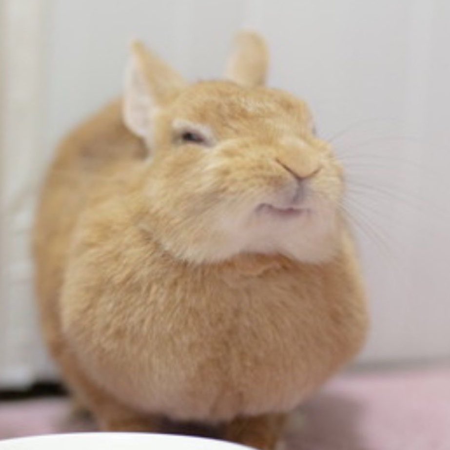 miffyzkoo's tweet photo. scrunch (˶˃̶ ᵕ ˂̶˶) https://t.co/7j8M6maGUM