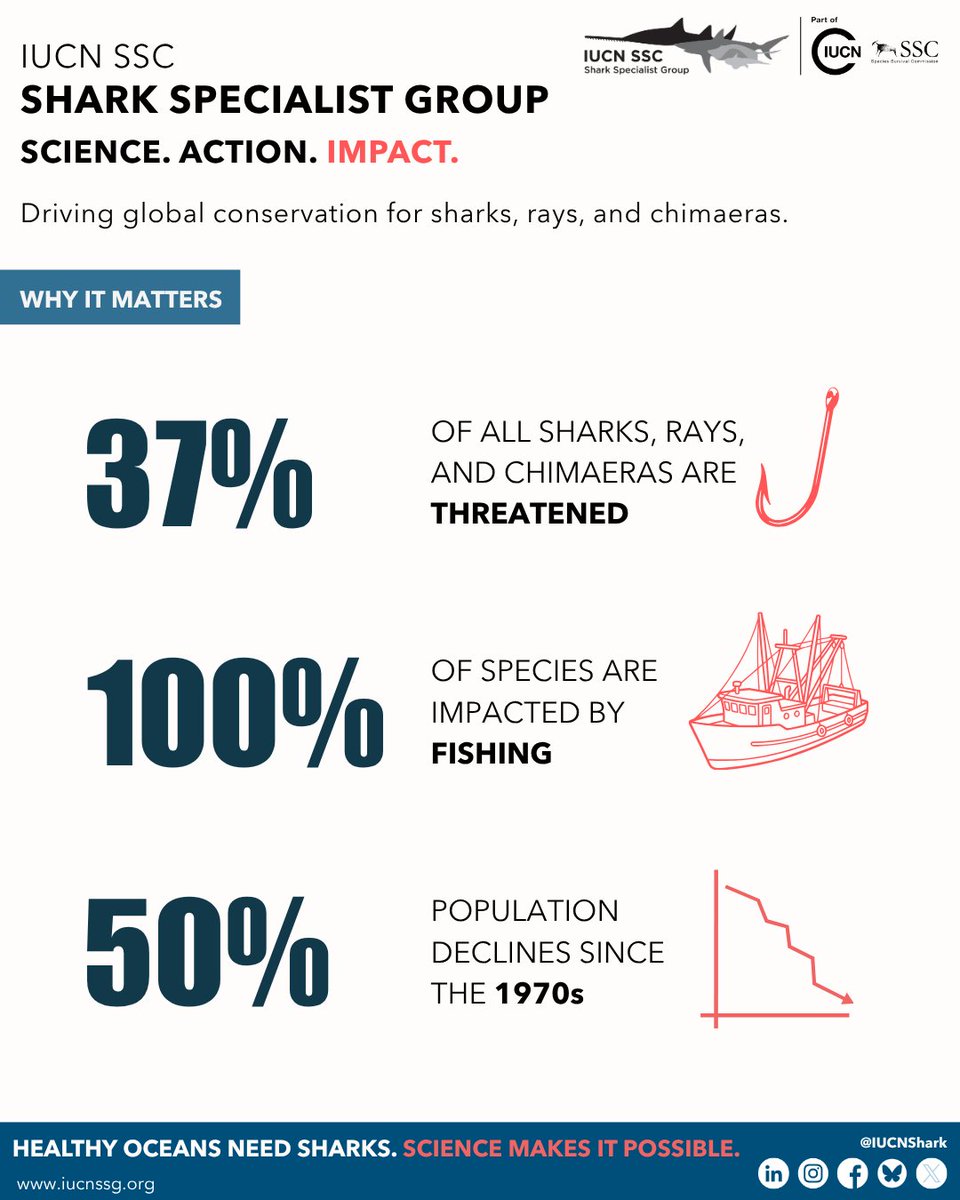 IUCNShark tweet picture