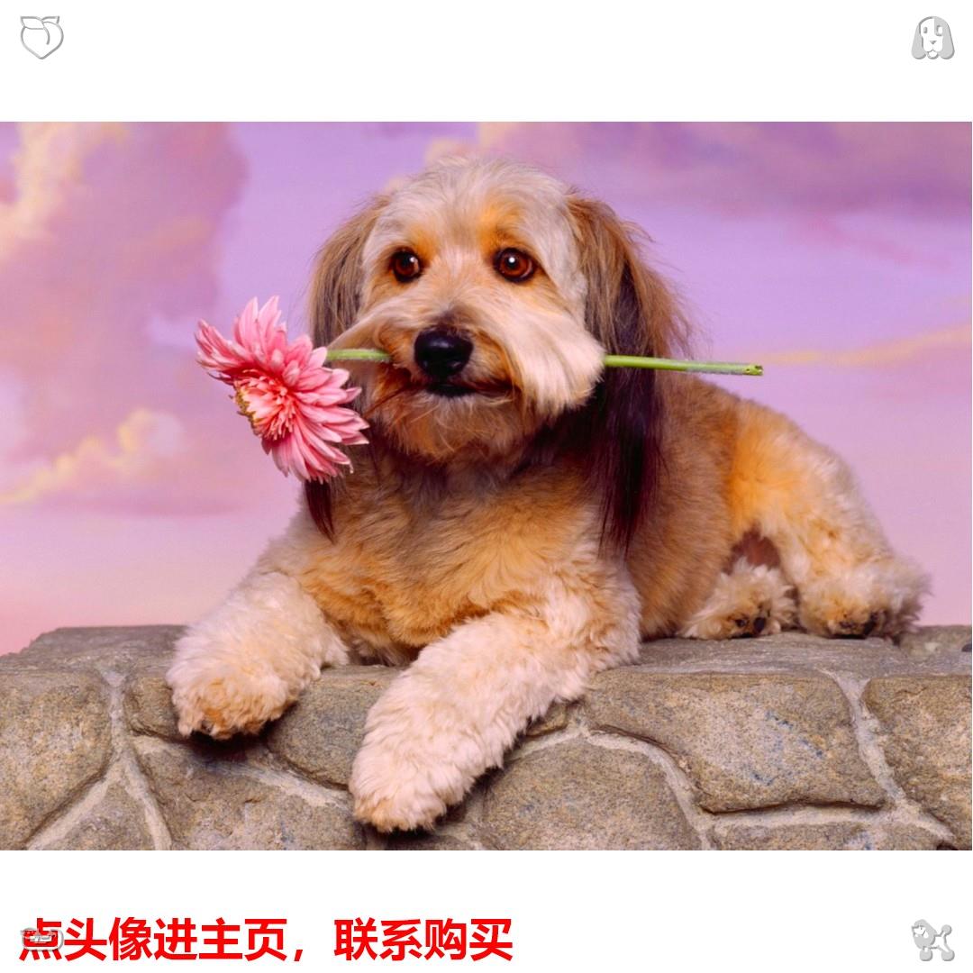 corargar92830's tweet photo. 新品上市 主页看款式

苹果侧面拍照手机 苹果/安卓，手机改装摄像头 黑屏录像手机 暗拍手机 密拍设备家庭安防伪装监控器

2026/7/1 23:00:44

Never stop growing. https://t.co/7vJ1F93oNR