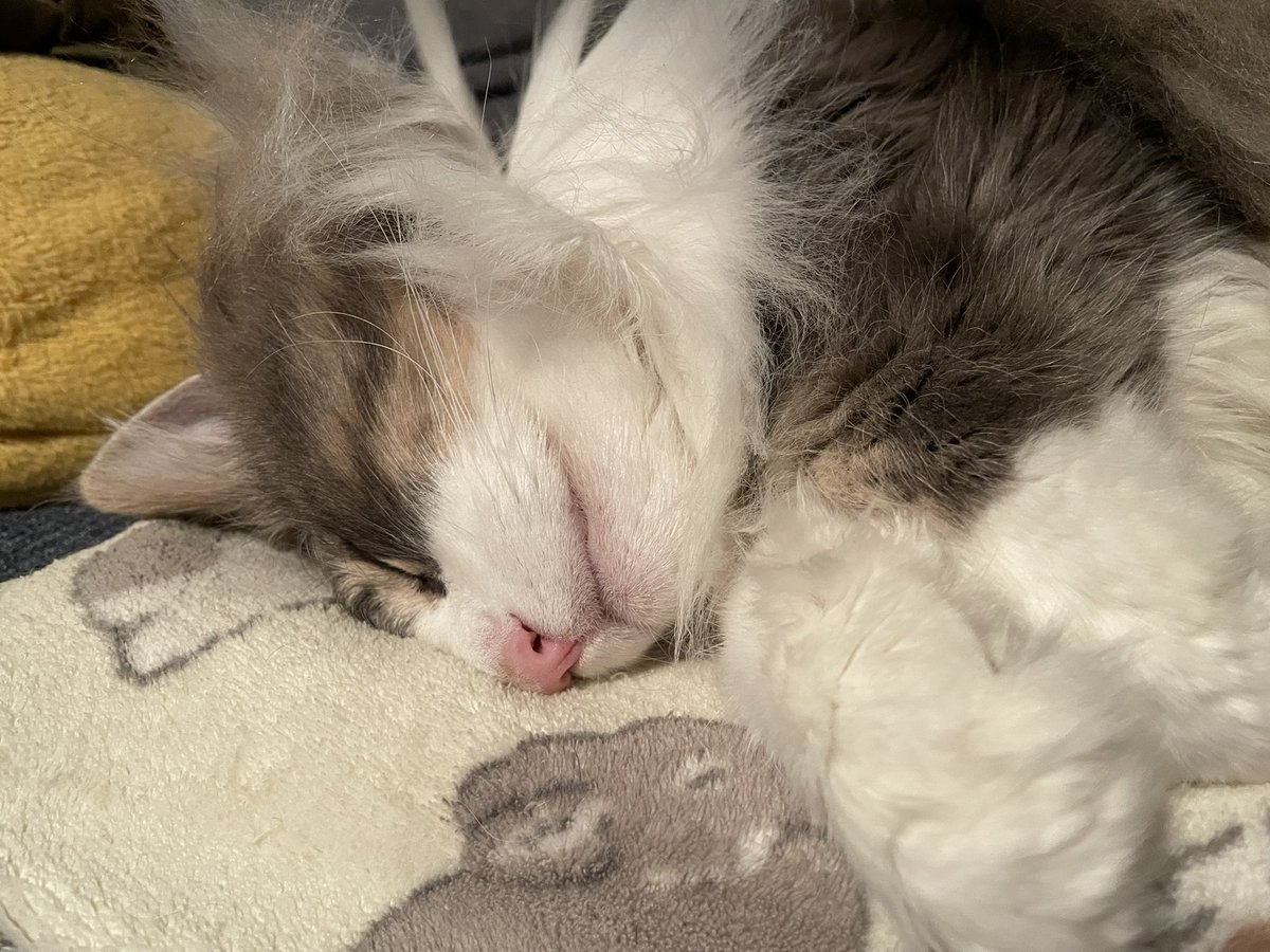 uc__ou's tweet photo. 帰宅したらソファーでおねんねしてたから、そのままチックンさせてもらった😊 https://t.co/68oNc45Tjd