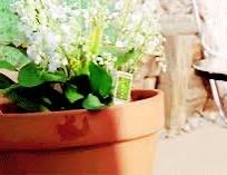 MachoMan7's tweet photo. @TheRealGameGod Shot like the Breaking Bad, Lilly of the valley scene 🤣 https://t.co/5wqGstQrdL