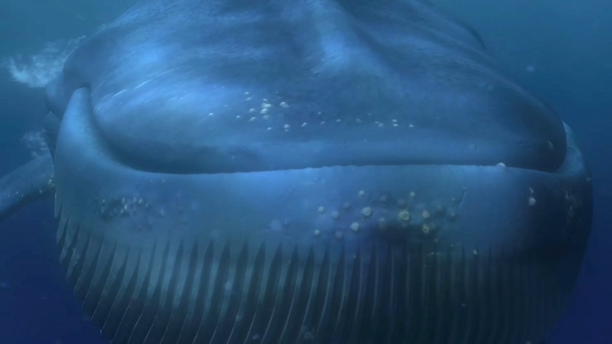 thefriendlykink's tweet photo. @Svenja_Vore Would you like to be lunch for a huge blue whale~? https://t.co/teEWH6CZyf