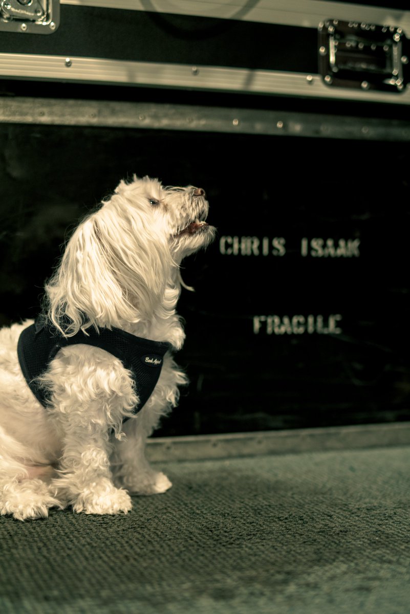 ChrisIsaak's tweet photo. My best pal has left us. Jack, the sweetest Maltese, had cancer… He put up a valiant fight but was called to Heaven. He was a perfect combination of mischievous and sweet. I’d write more but it makes me cry. Be good to your angels. https://t.co/sUK21vkK9F