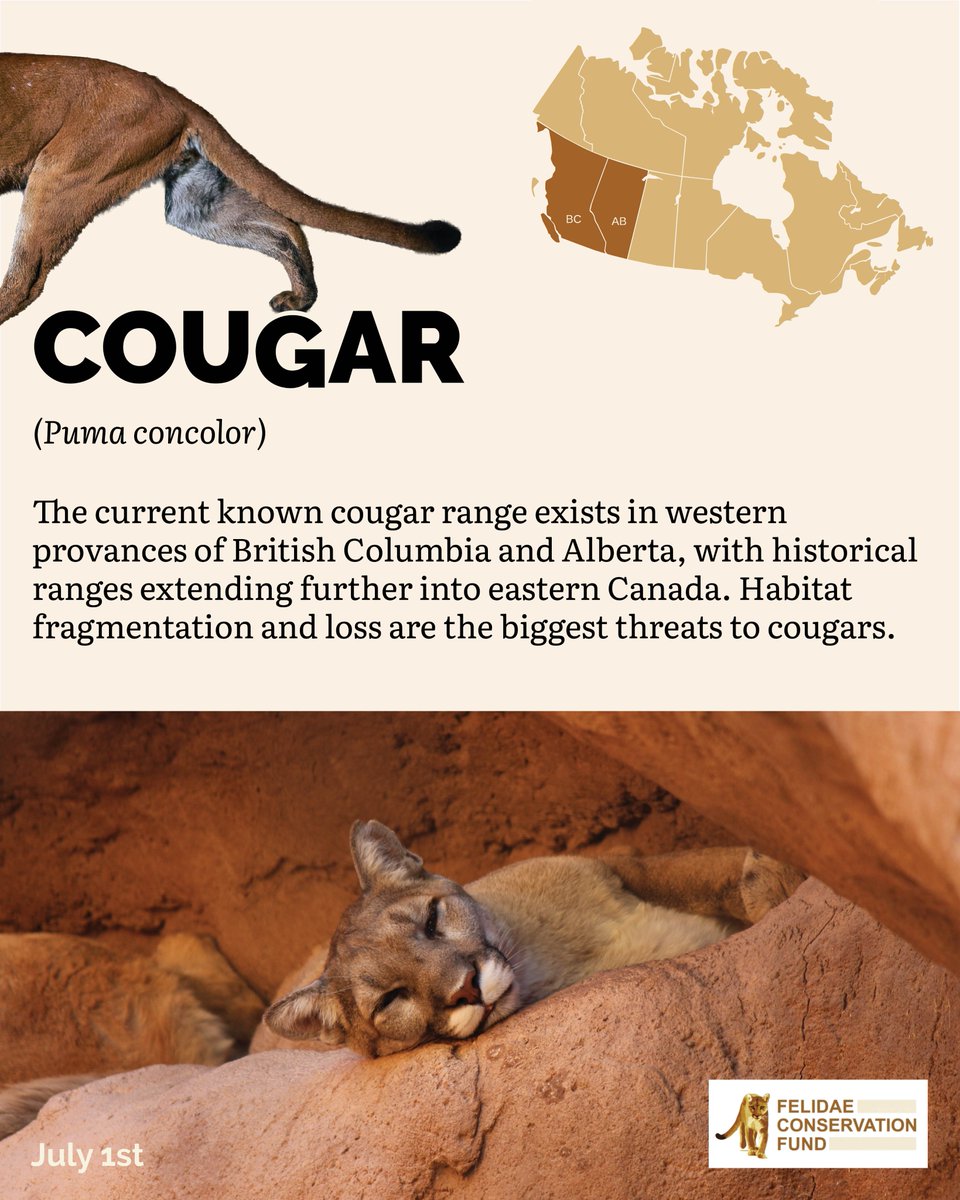 FelidaeFund's tweet photo. Happy Canada Day!   Can you tell the difference between a Canada lynx and a bobcat? Comment the differences below!   While some wild cats would struggle in the colder climates, Canada lynx have unique adaptations like enlarged paws to hold themselves on top of snow- https://t.co/8mTE5inHXX